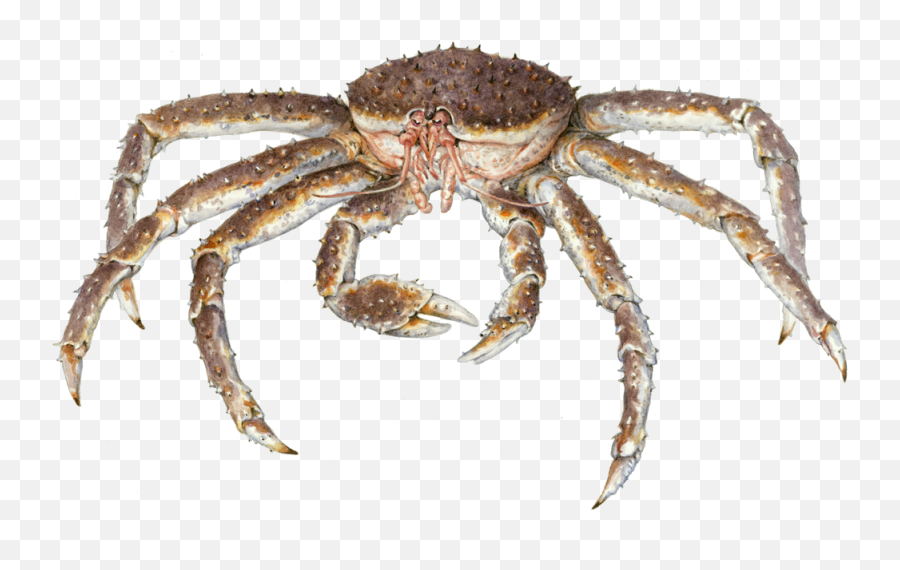 Crab - Insectsfreepngtransparentbackgroundimagesfree King Crab Transparent Background Png,Crab Transparent Background