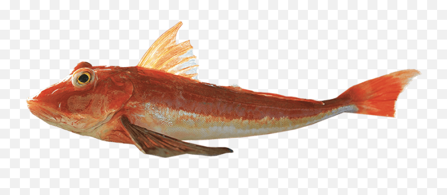 Red Gurnard - Red Gurnard Png,Fish Png Transparent