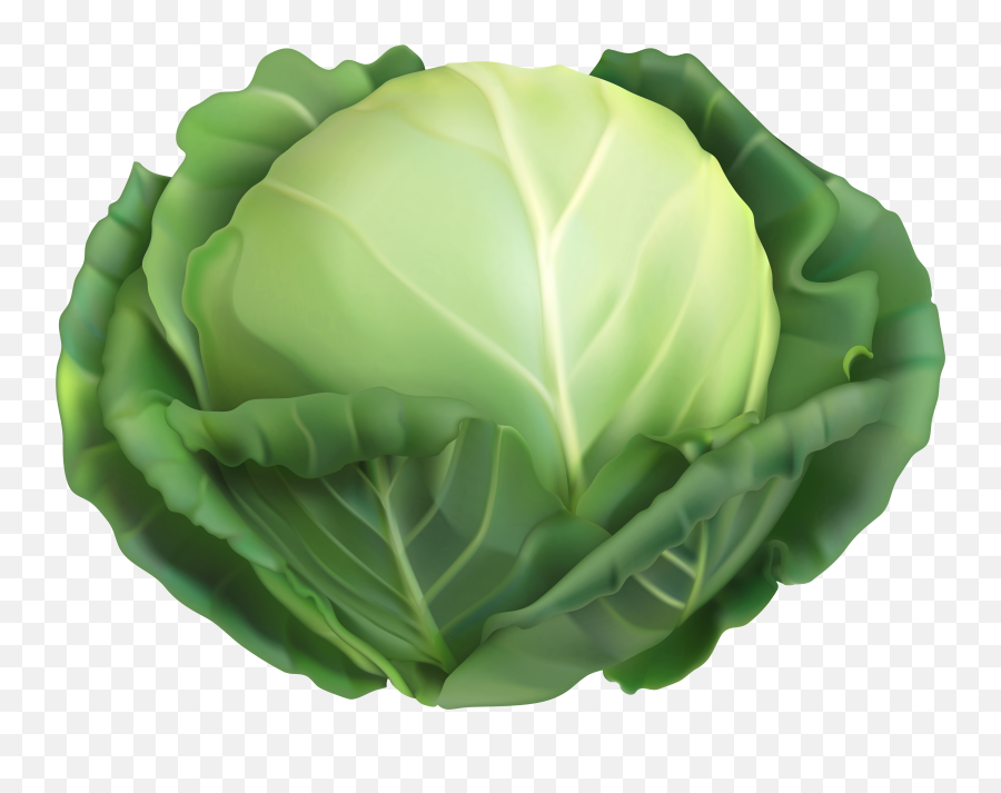 Cabbage - Cabbage Vector Png,Cabbage Transparent