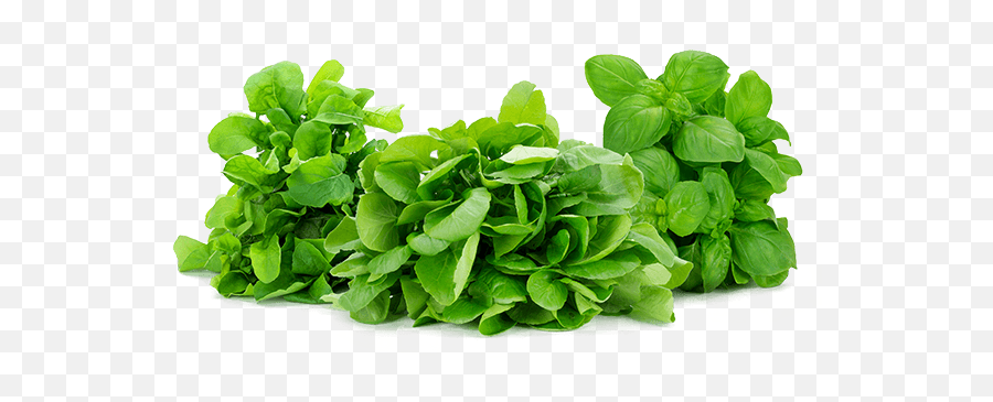 Our Products - Herbal Leaves Salad Png,Basil Png
