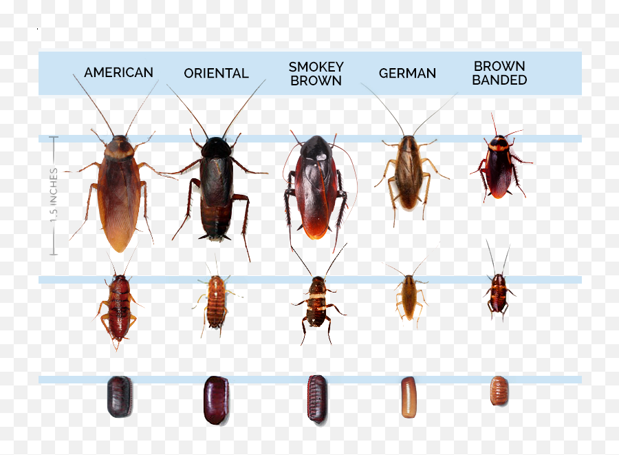 Roach Infestation - Palmetto Bug Vs Cockroach Png,Cockroach Transparent