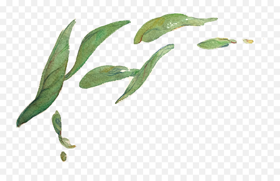 My Tea Leaves Study For A Zine Called - Green Watercolor Transparent Background Png,Tea Leaves Png