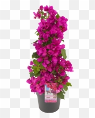 Bougainvillea Sanderiana Pyramid - Bougainvillea Hornbach Png,Bougainvillea Png