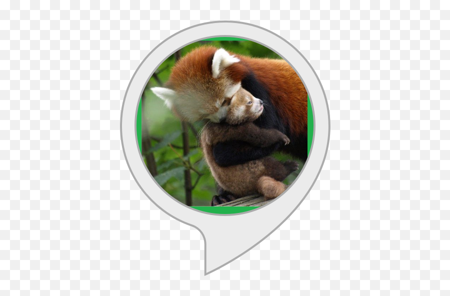 Amazoncom Red Panda Facts Alexa Skills - Red Panda Hug Png,Red Panda Transparent