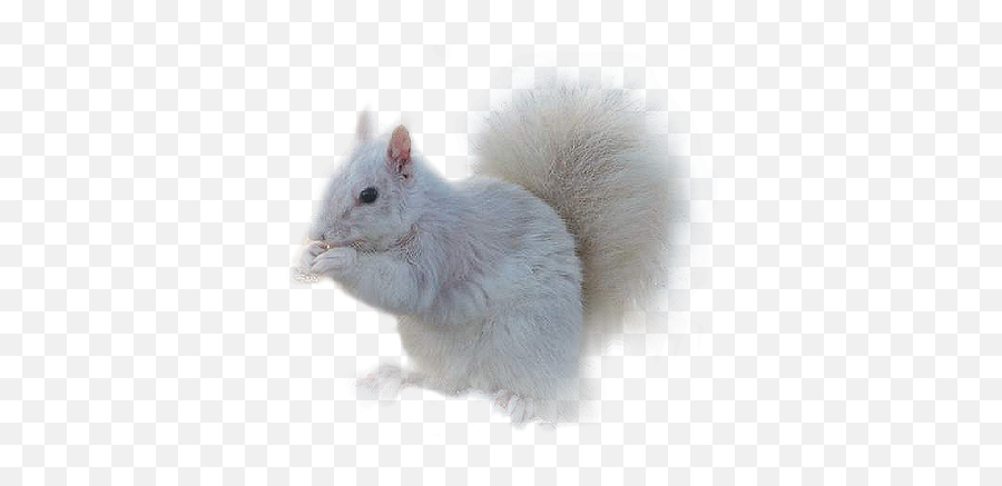 Kazcreations White Squirrel - Picmix Fox Squirrel Png,Squirrel Transparent