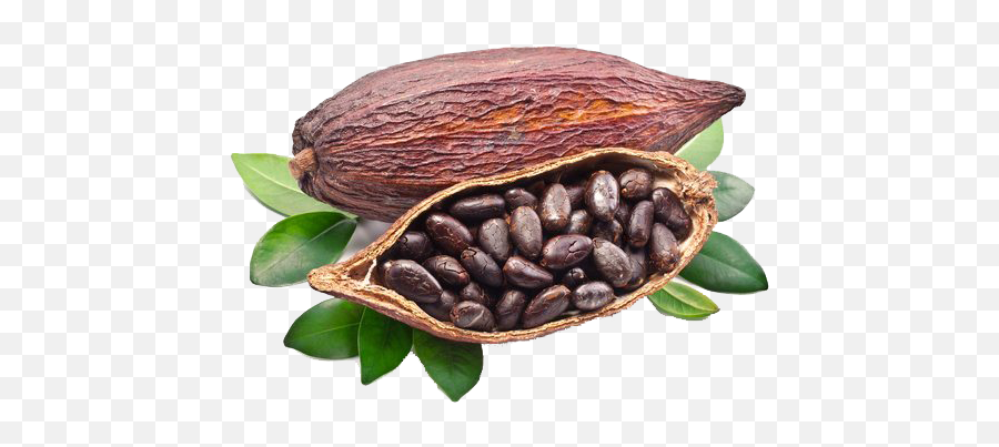 Cacao Png File - Cocoa Bean Png,Cacao Png