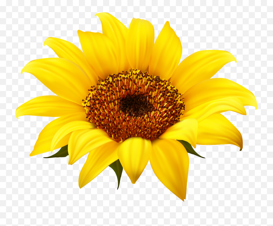 Clear Background Transparent Png - Clipart Transparent Background Sunflower,Sunflower Transparent Background