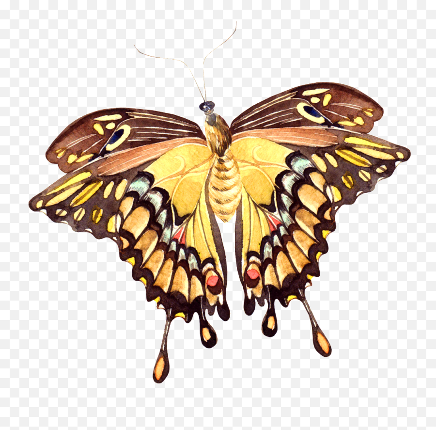 Vivid Butterfly Png Transparent - Papilio Machaon,Watercolor Butterfly Png