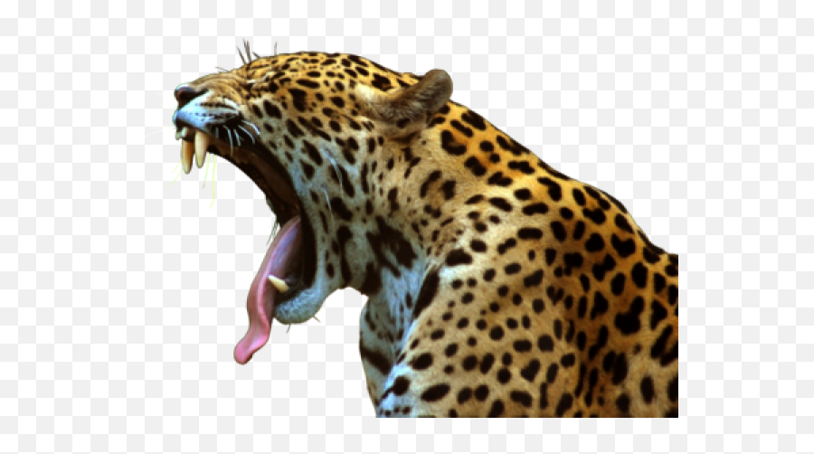 Leopard Png Free Download 4 Images - Jaguar Png,Leopard Png