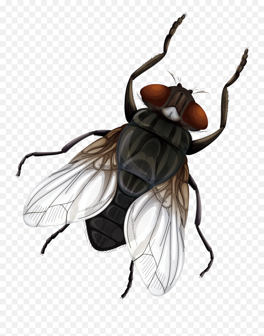Insect Fly Vecteur Euclidean Vector - Fly Vector Png,Fly Png