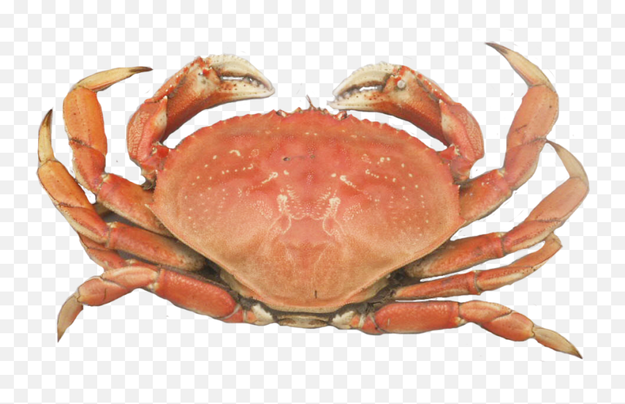 Dungeness Crab Png Picture 548707 Dung 2126528 - Png Dungeness Crab Png,Crab Png