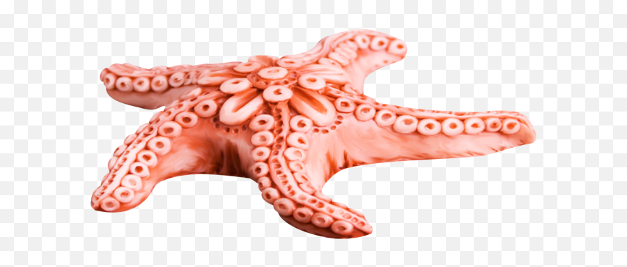 Starfish Png Hd Pics 5 - Png 7374 Free Png Images Starpng Starfish Png,Starfish Transparent Background