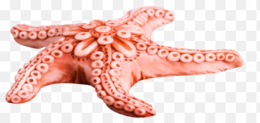 Starfish Png Hd Pics 5 - Png 7374 Free Png Images Starpng Starfish Png,Starfish Transparent Background