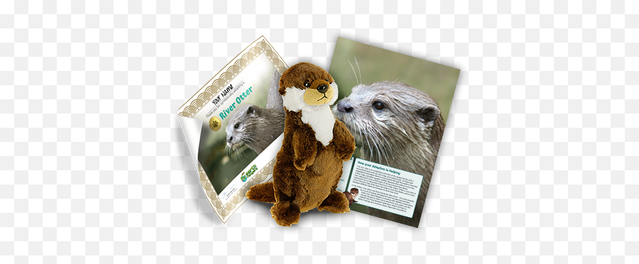 Protecting River Otters - Sea Otter Png,Otter Png