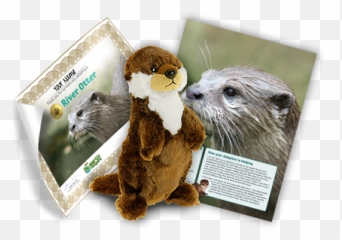Protecting River Otters - Sea Otter Png,Otter Png