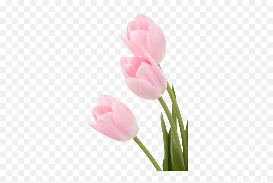 Fraiseau Transparent Tulips Más Flores Tulipanes - Good Morning Tuesday Inspiration Quotes Png,Tulips Transparent Background