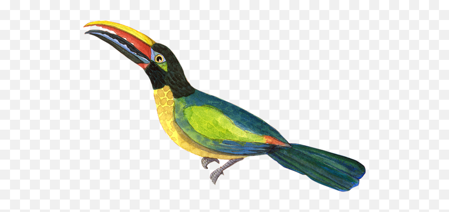 Winged Jewels 2 Watercolor Toucan Rainforest Birds T - Shirt Toucans Png,Toucan Png
