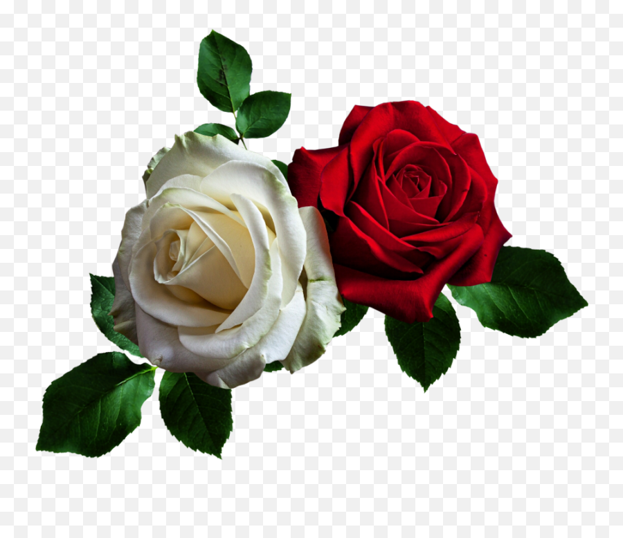 Efeitos - Transparent Red Rose Flowers Png Gif,Rosas Rojas Png