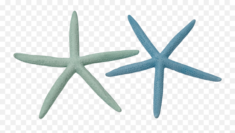 Drawing Starfish Black And White Transparent U0026 Png Clipart - Png Starfish,Starfish Transparent
