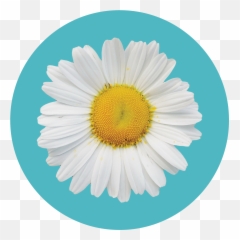 Allergies - CareCube Lovely png