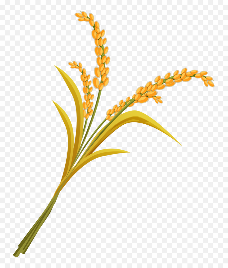 Download Hd Wheat Png Image With Transparent - Rice Plant Images In Png,Rice Transparent Background