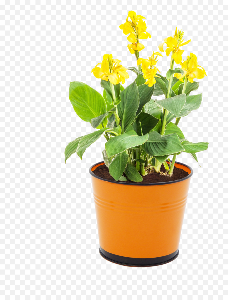 5 Inches Balcony Railing Planter - Yellow Canna Lily Plant Png,Railing Png