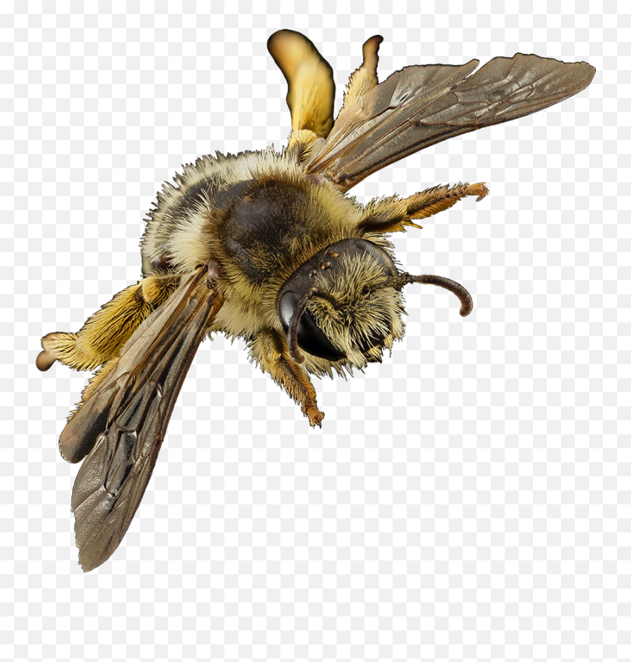 Bee Clipart - Honeybee Png,Bumblebee Png