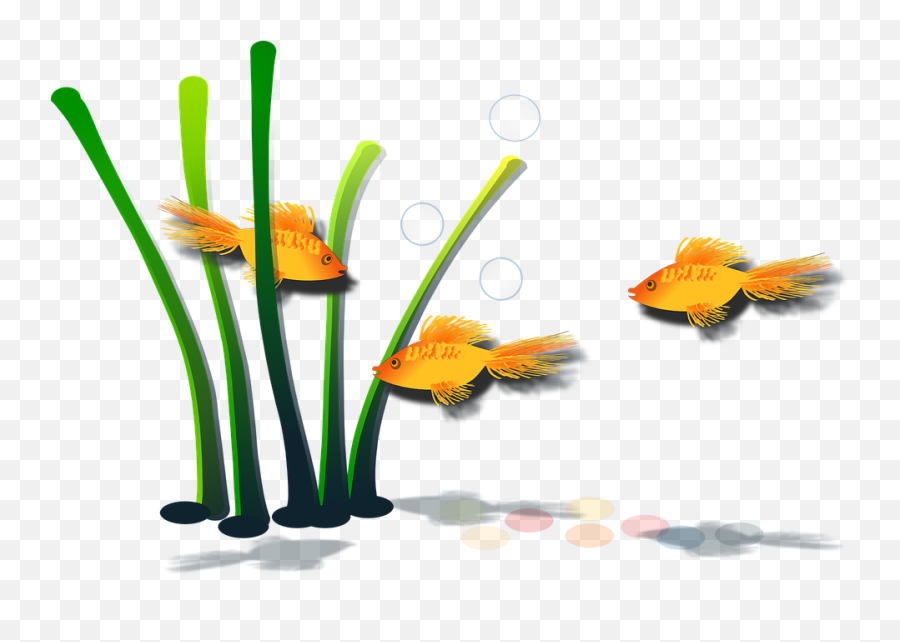 Goldfish Fish Aquamarine - Free Vector Graphic On Pixabay Png,Aquamarine Png