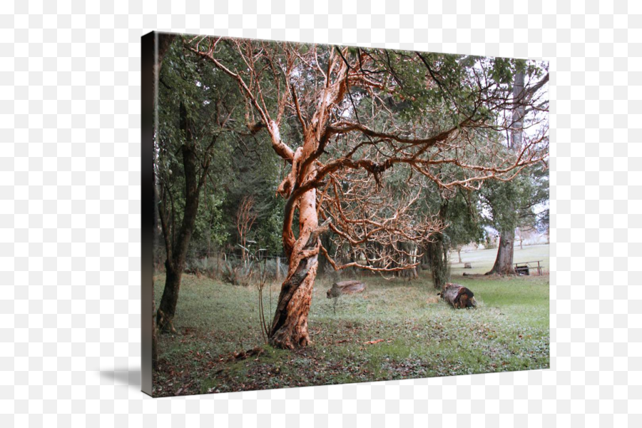 Spooky Tree By Jon Tarr - Grove Png,Spooky Tree Png