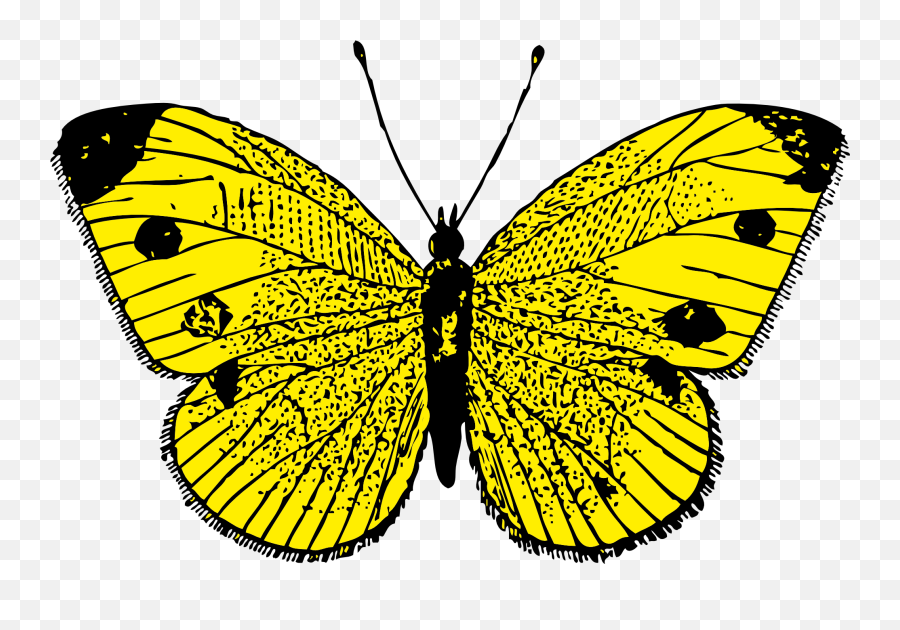 Download Butterfly Png Image For Free - Yellow Butterfly Cliparts,Butterflies Transparent Background