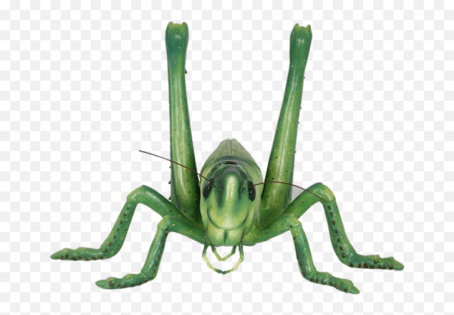 Grasshopper Png Image - Portable Network Graphics,Grasshopper Png