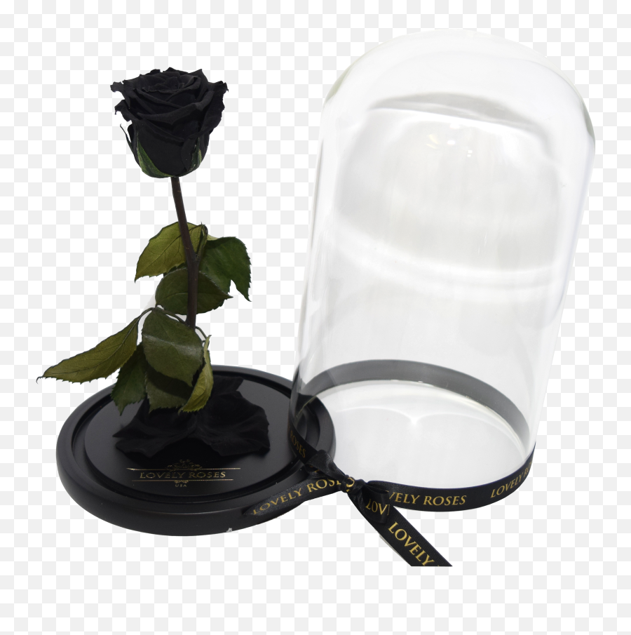 Black Beauty U0026 The Beast - Garden Roses Png,Beauty And The Beast Rose Png