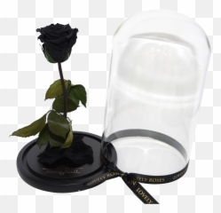Black Beauty U0026 The Beast - Garden Roses Png,Beauty And The Beast Rose Png
