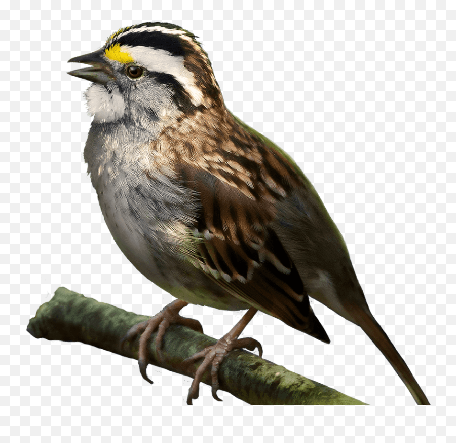 Download - White Throated Sparrow Transparent Png,Sparrow Png