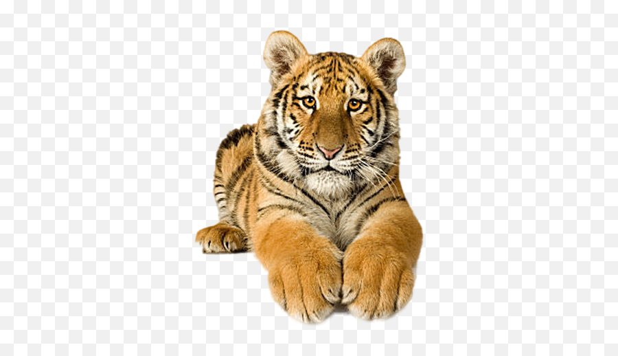 Download Tigres En Movimiento Gif - Picsart Png Tiger Full Baby White Begal Tiger,Tiger Png