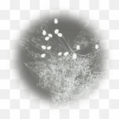 Cobweb - BDO Codex Monochrome png