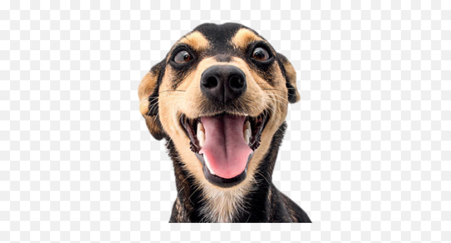 Free Png Images - Cara De Cachorro Png,Cachorro Png