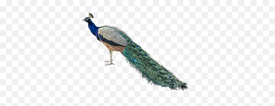Peacock Png Images Free Download - National Bird Of India Png,Peacock Png