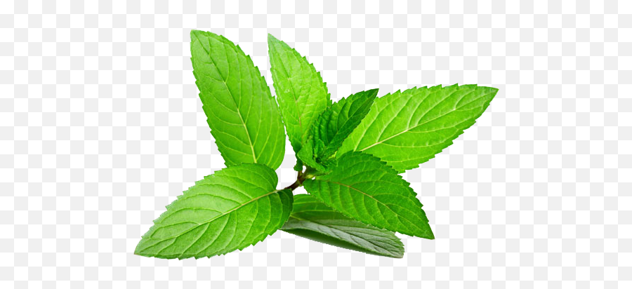 Herb Menthol Leaf Plant Peppermint Hq - Nadine Conrad Stock Adobe Png,Mint Transparent