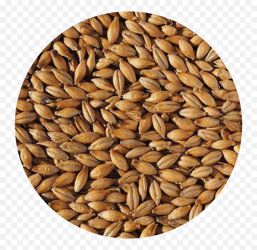 Crisp Malt Naked Oat - Hoppy Days Brewing Supplies Malt Png,Oats Png