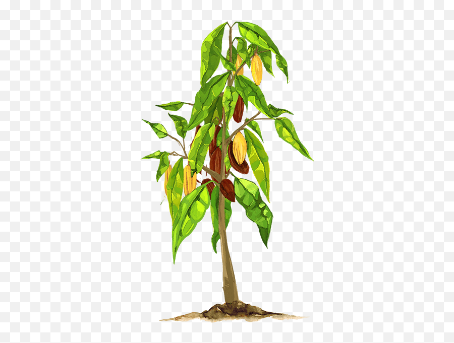 Grow Your Own Tree Lindt U0026 Sprüngli - Chocolate Tree Transparent Background Png,Fruit Tree Png