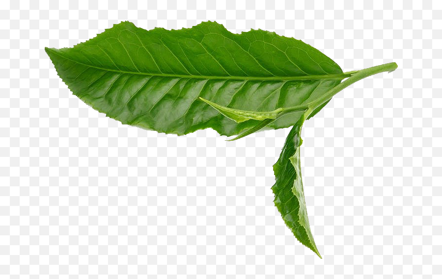 Green Tea Leaf White - Green Tea Leaf Png Free Download,Tea Leaves Png