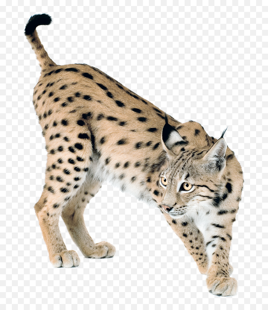 Lynx Png 2 Image - Lynx Png,Lynx Png