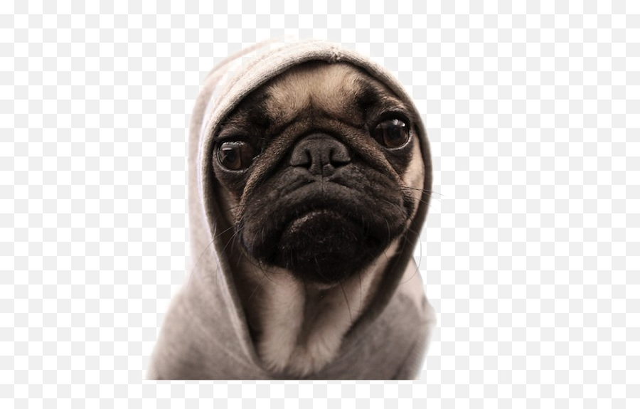 Download Free Png Thug Life Pug Image Background - Dlpngcom Thug Pug,Pug Png