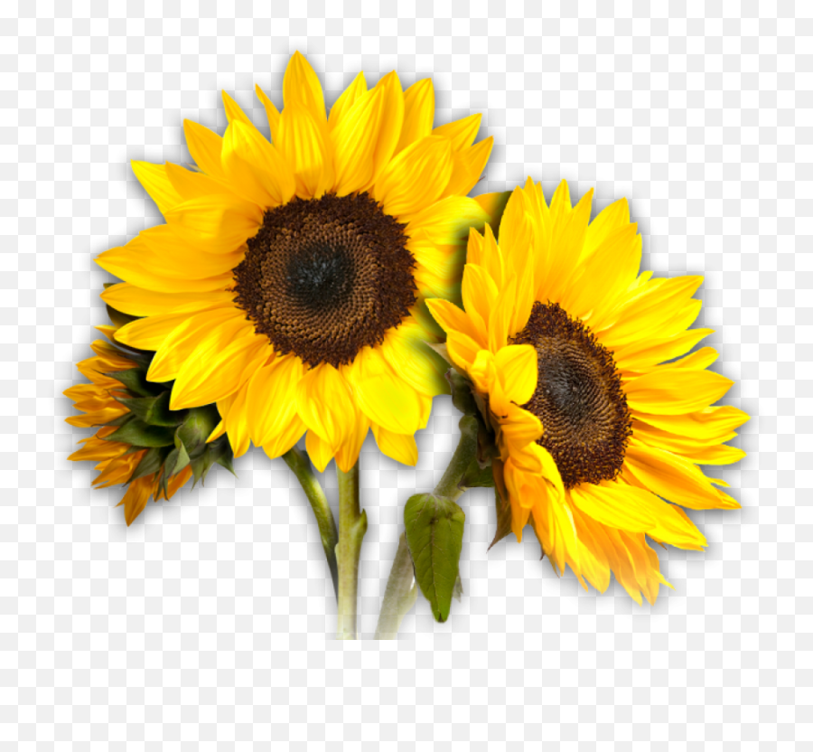 Sunflower Trio Transparent Png - Transparent Background Sunflower Png,Sunflower Transparent Background