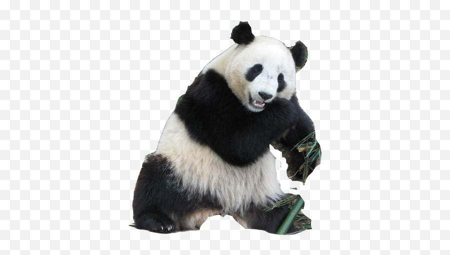 Download PNG Panda - Free Transparent PNG