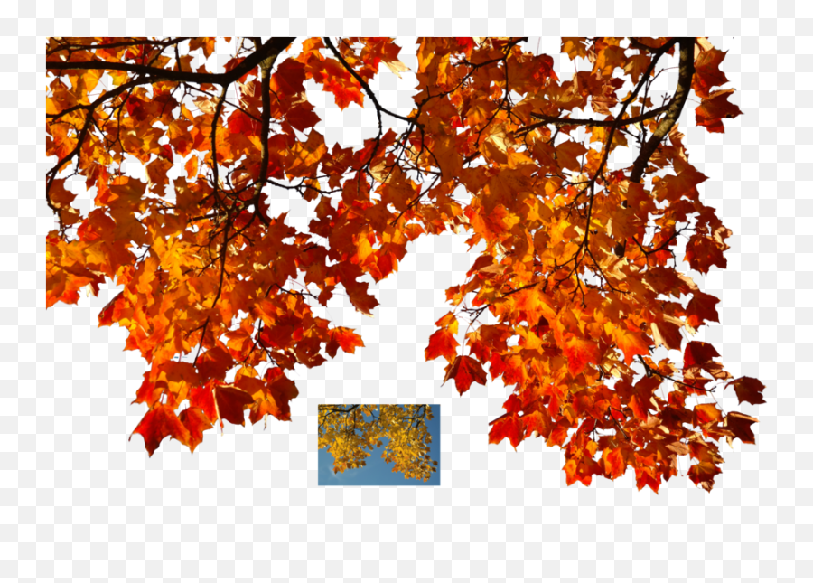 Fall Tree Branch Transparent Png - Autumn Leaves Leaves Png,Fall Tree Png