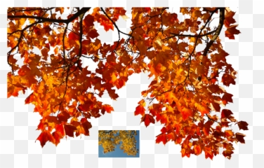 Fall Tree Branch Transparent Png - Autumn Leaves