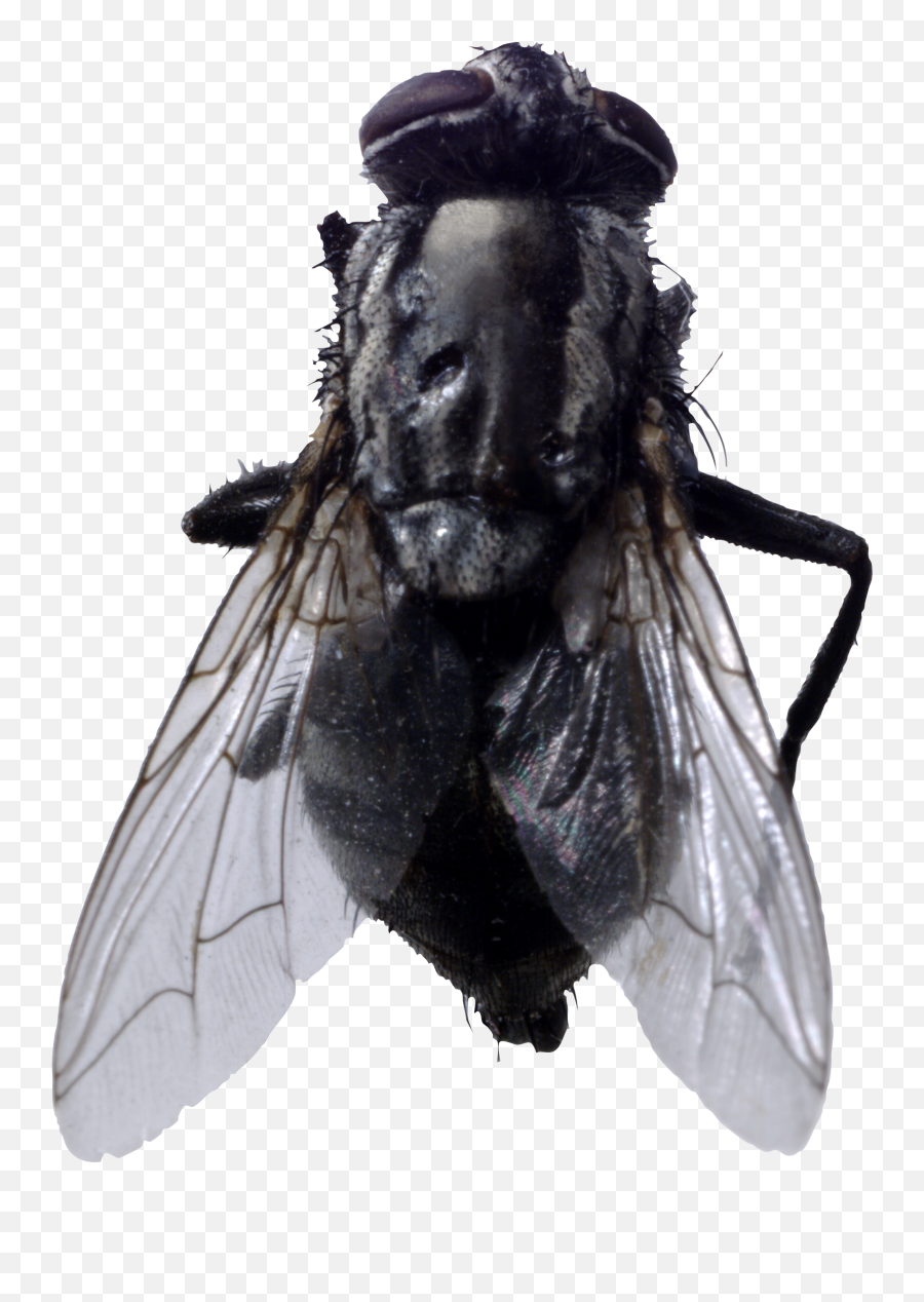 Fly Png Image - Fly Png,Fly Png