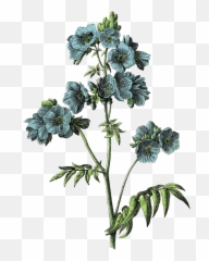 Download Freetoeditvintage Draw Flower Aesthetic - Blue Botanical Flowers png
